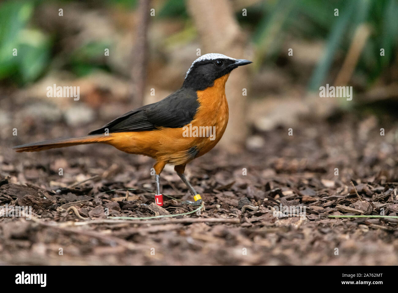 Cossypha albicapilla, Schuppenkopfroetel, Weiß - gekrönte Robin-Chat Stockfoto