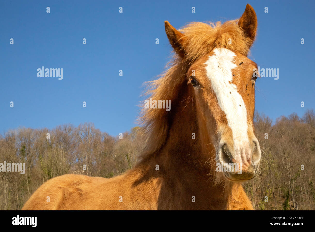 Chestnut Fohlen des Entwurfs der Pferd mit auf dem Gesicht gegen Bäume und wolkenlosen blauen Himmel an einem sonnigen Tag in der Natur fliegt Stockfoto