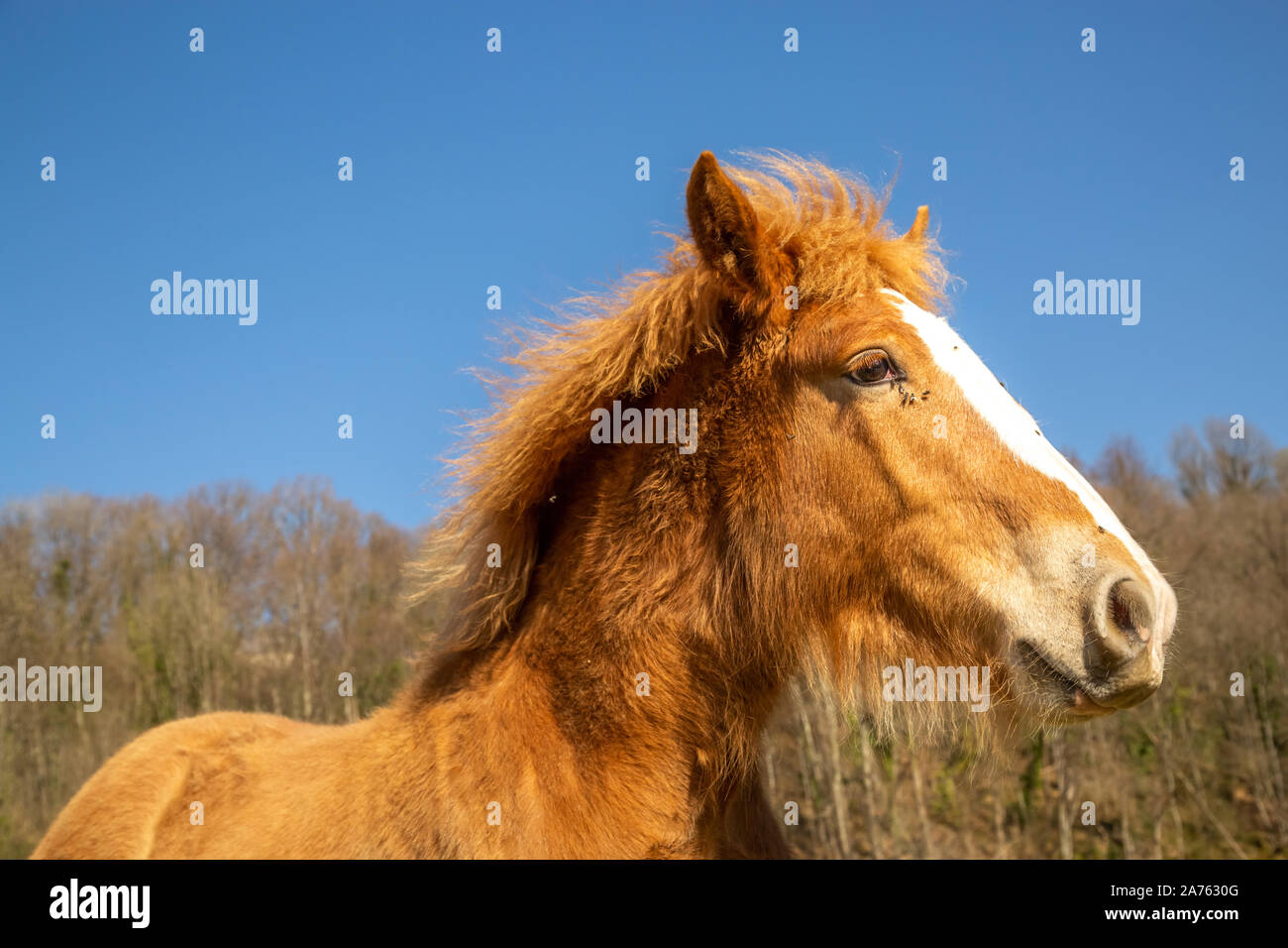 Chestnut Fohlen des Entwurfs der Pferd mit auf dem Gesicht gegen Bäume und wolkenlosen blauen Himmel an einem sonnigen Tag in der Natur fliegt Stockfoto