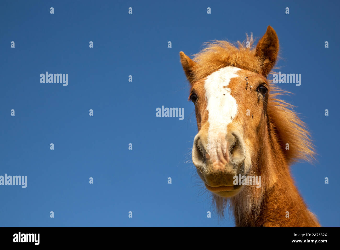Chestnut Fohlen des Entwurfs der Pferd mit auf dem Gesicht stand gegen den blauen Himmel an einem sonnigen Tag in der Natur fliegt Stockfoto
