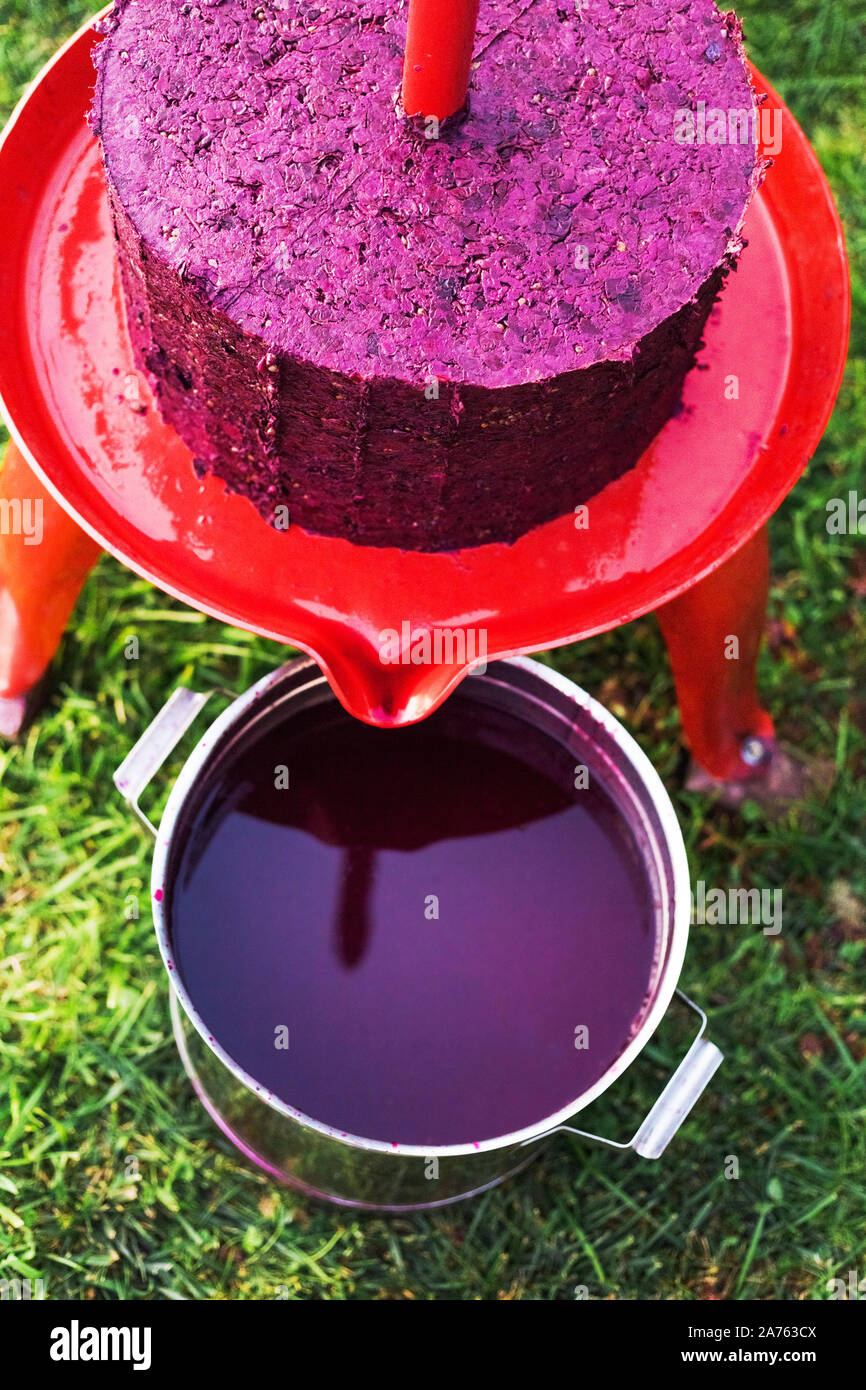 Wein drücken Sie die Maschine mit Rot- und schrägverzahnte Schraube nach Abheben Saft aus Traubenmost. Konzept der kleinen Handwerksbetrieb. Weinlese. Spezielle equ Stockfoto