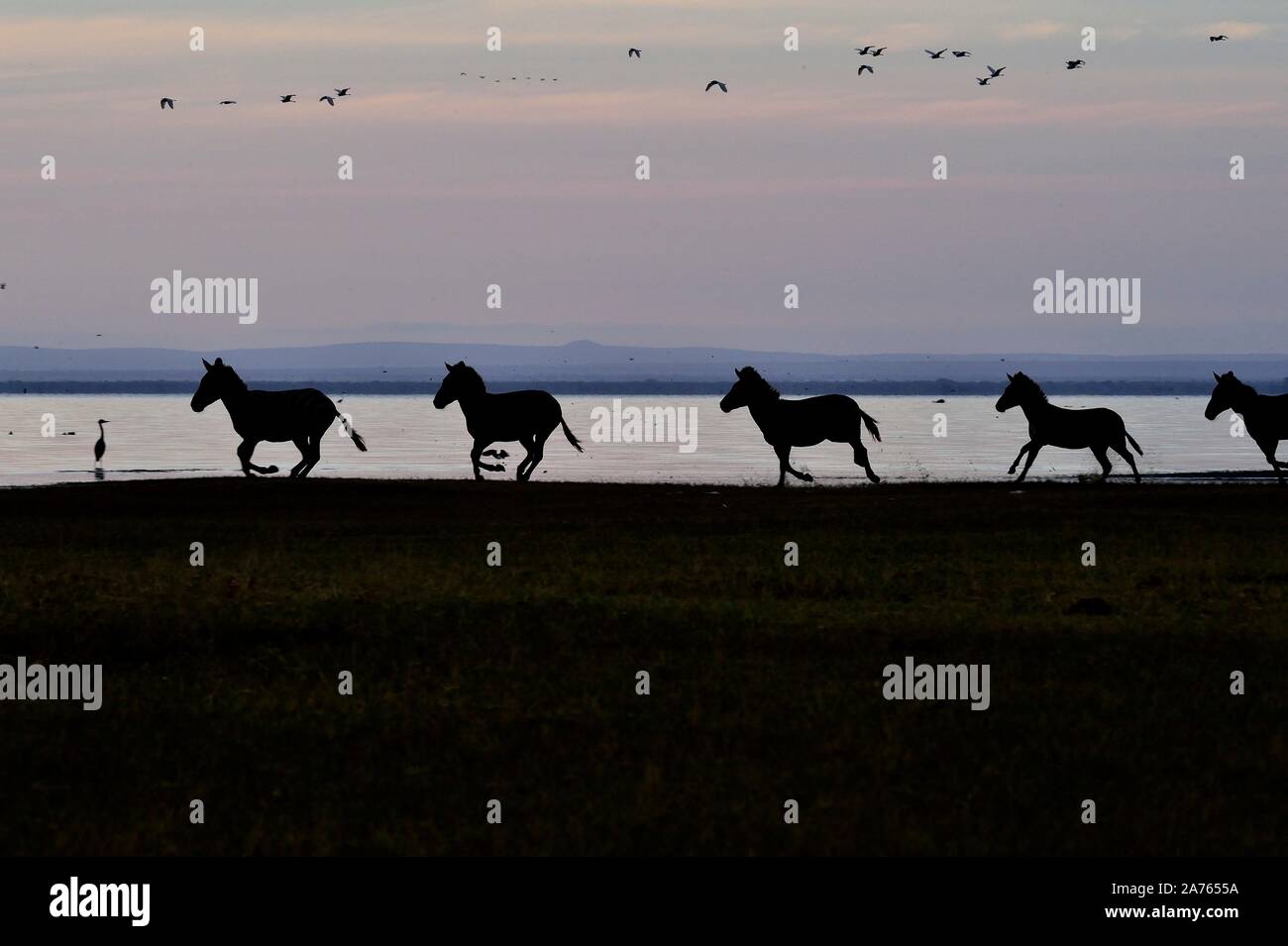 Zebras am Lake Manyara Stockfoto