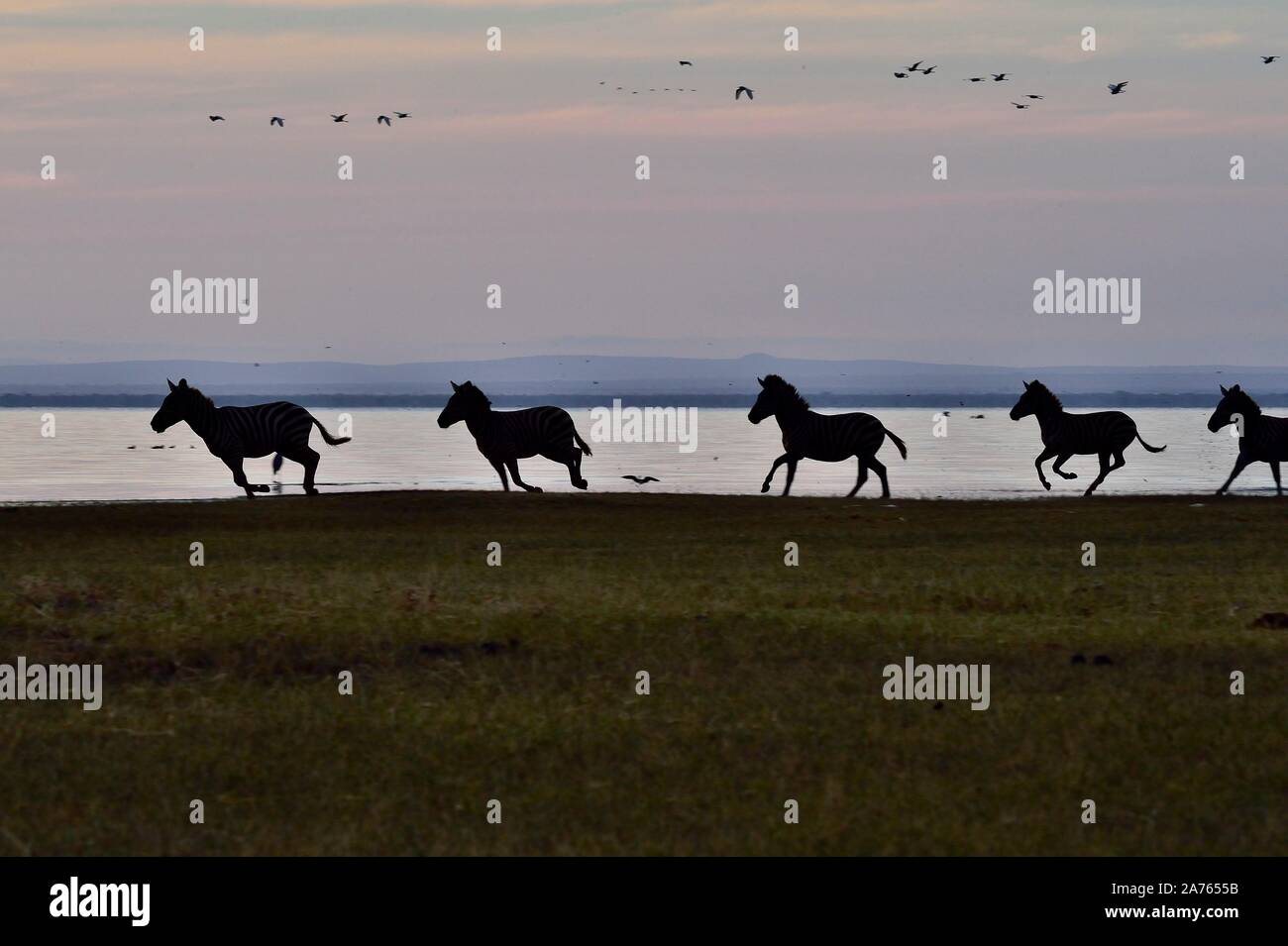 Zebras am Lake Manyara Stockfoto