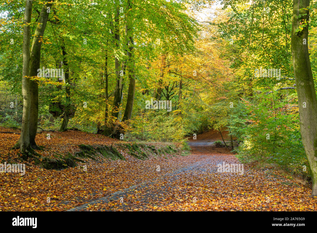 Burnham Beeches National Nature Reserve im Herbst, Buckinghamshire, Großbritannien Stockfoto