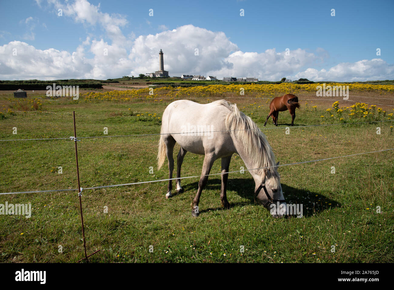 Weiße und braune Pferde grasen auf der grünen Wiese auf der Insel Batz. Ansicht gegen Leuchtturm Stockfoto