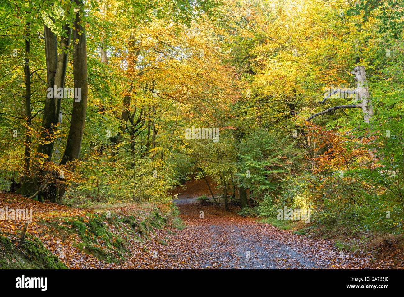 Burnham Beeches National Nature Reserve im Herbst, Buckinghamshire, Großbritannien Stockfoto