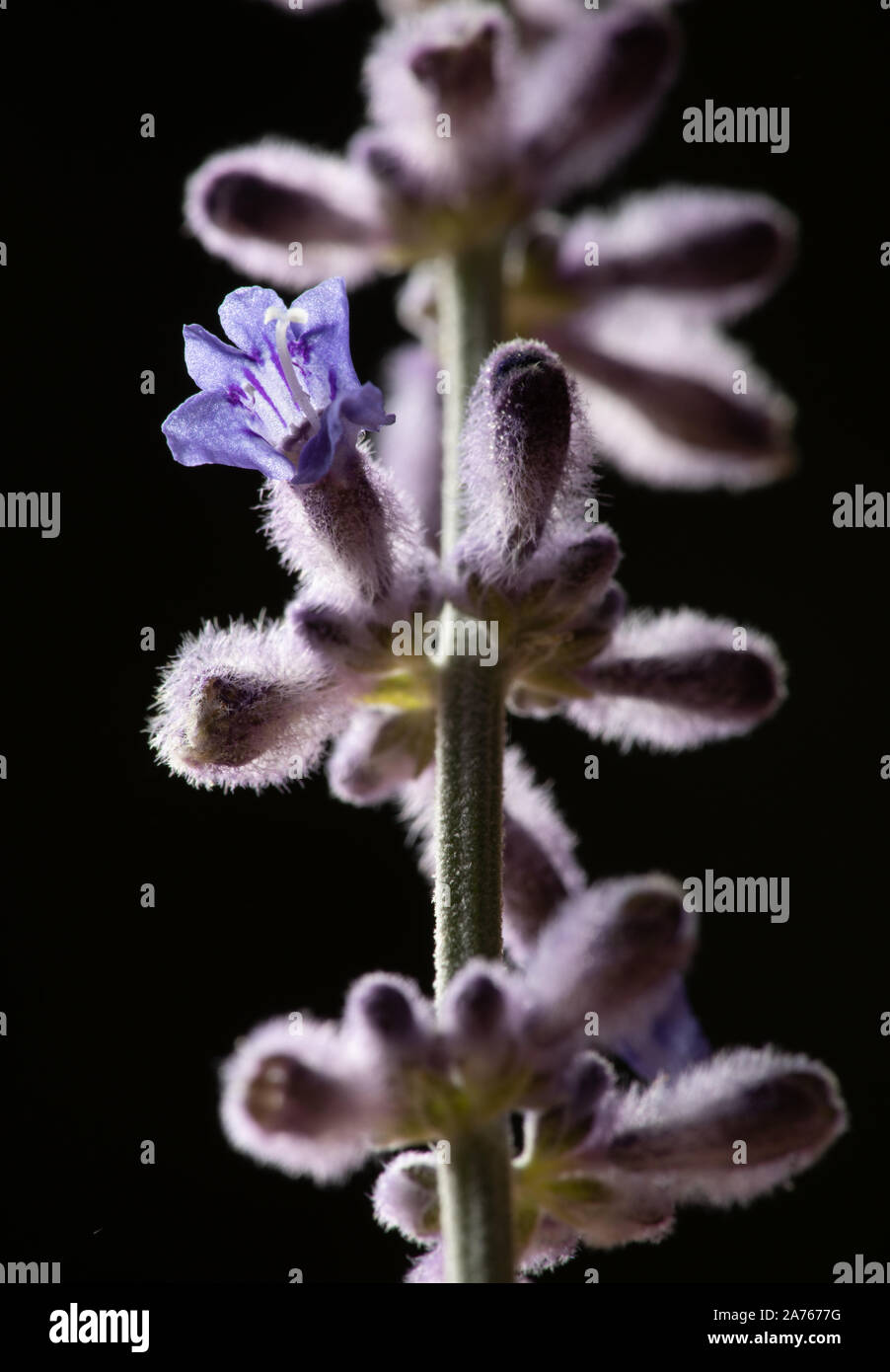 Russische Salbei Knospen und Blüten mit hintergrundbeleuchteter Glühen im Studio Stockfoto