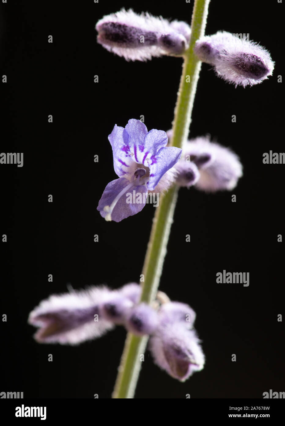Russische Salbei Knospen und Blüten leuchtende im Studio Stockfoto