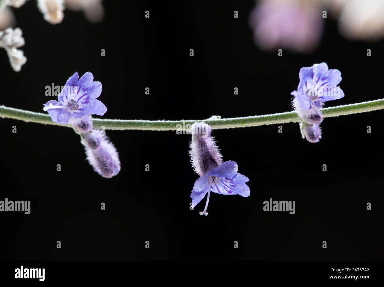 Russische Salbei Knospen und Blüten trapez Style im Studio Stockfoto