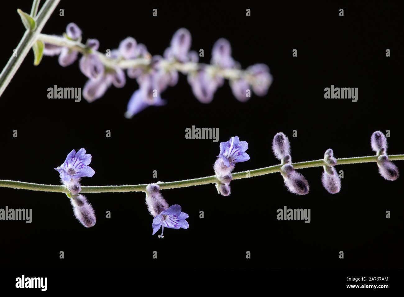 Russische Salbei Knospen und Blüten in zwei Zeilen in der Studio Stockfoto