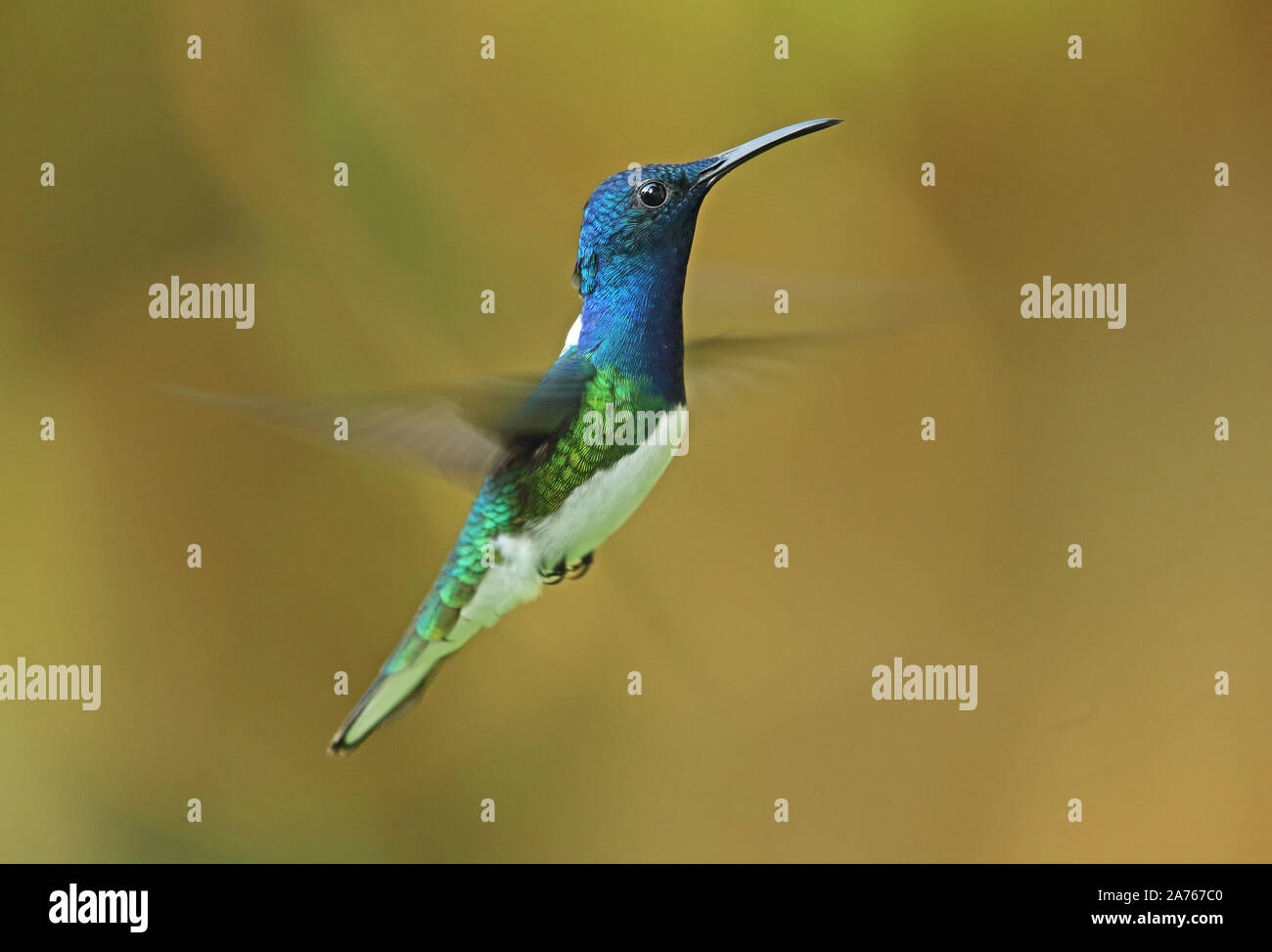 Weiß-necked Jakobiner (mellivora Florisuga) männlichen Erwachsenen im Flug Panama November Stockfoto