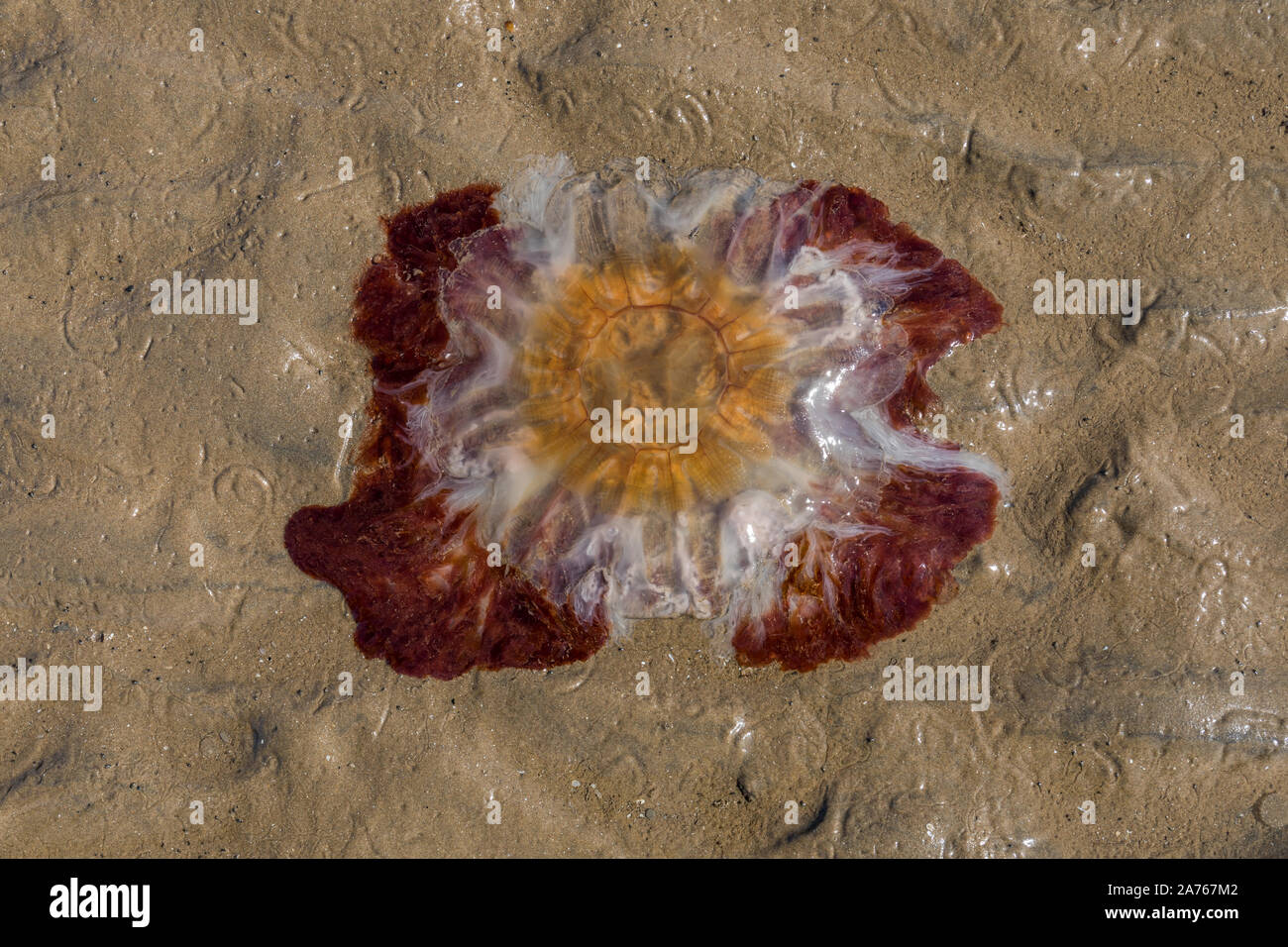 Lion's Mane (Cyanea Capillata) Quallen am Strand gestrandet - Crosby Strand in der Nähe von Liverpool, Merseyside, Großbritannien Stockfoto