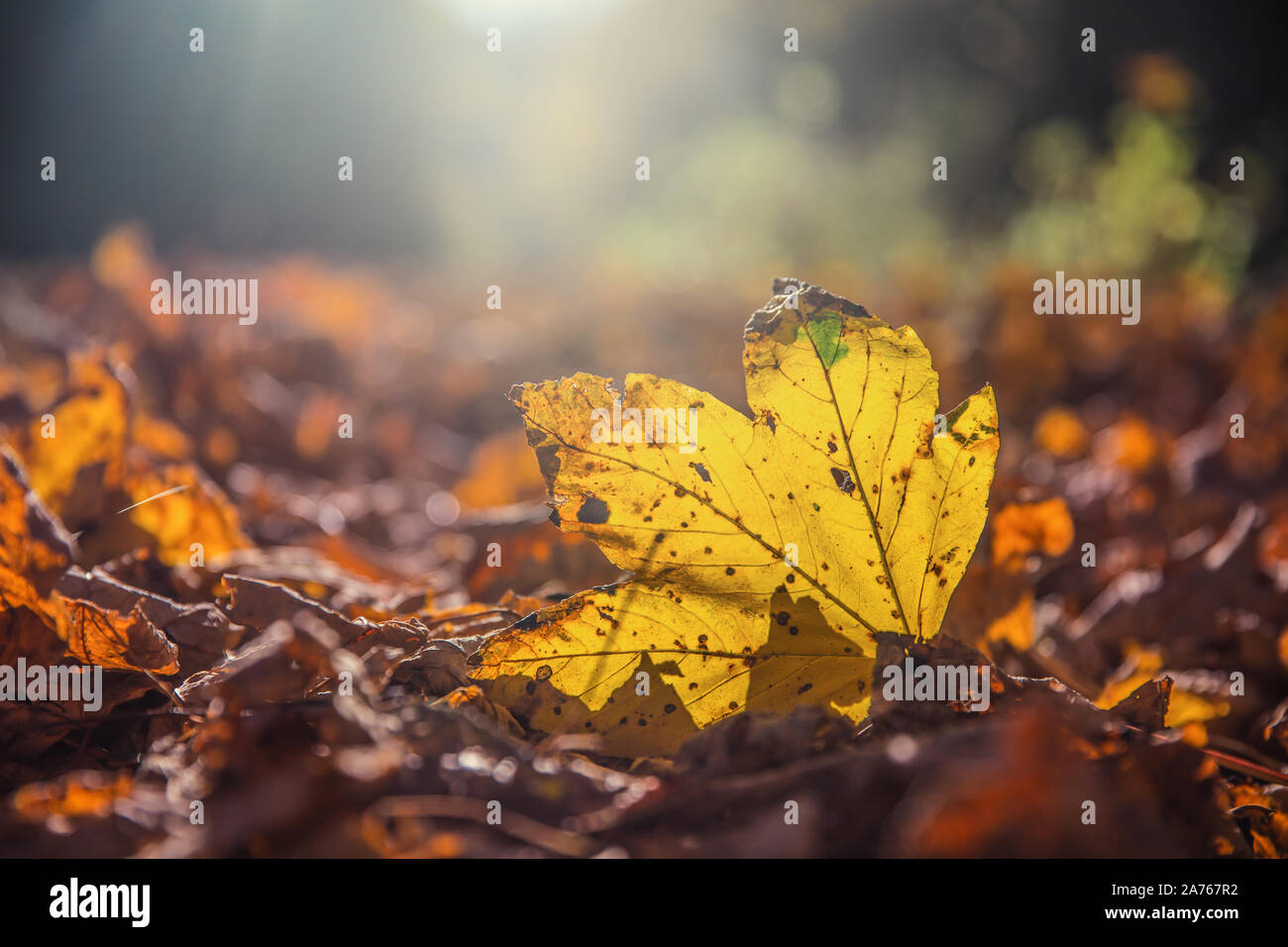 Herbst Ahorn Blatt im Herbst Sonnenaufgang oder Sonnenuntergang gefallen Stockfoto