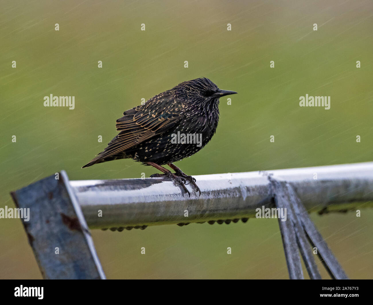 Nach Star (Sturnus vulgaris) auf Gate im schweren Regen thront, Shetland Stockfoto