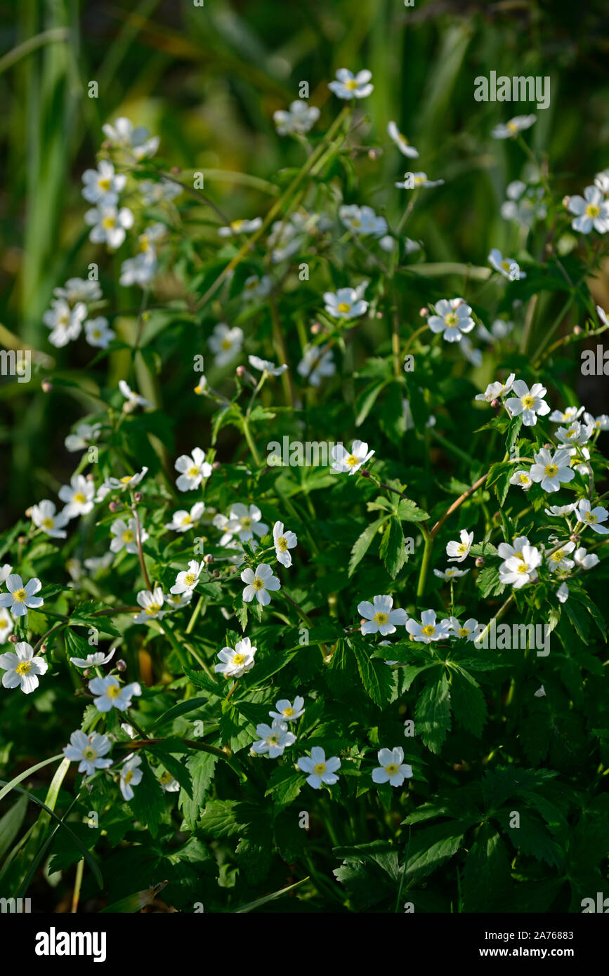 Anemone sylvestris, Schneeglöckchen, Anemonen, Blumen, Blüten, weiß, Blüte, Frühling, Raum Füller, mehrjährig, RM Floral Stockfoto
