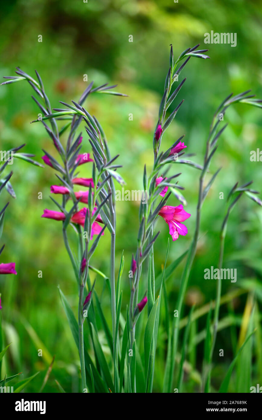 Gladiolus communis subsp byzantinus Byzantinische, Gladiolen, Rosa, Blume, Blumen, Blüten, Frühling, RM Floral Stockfoto