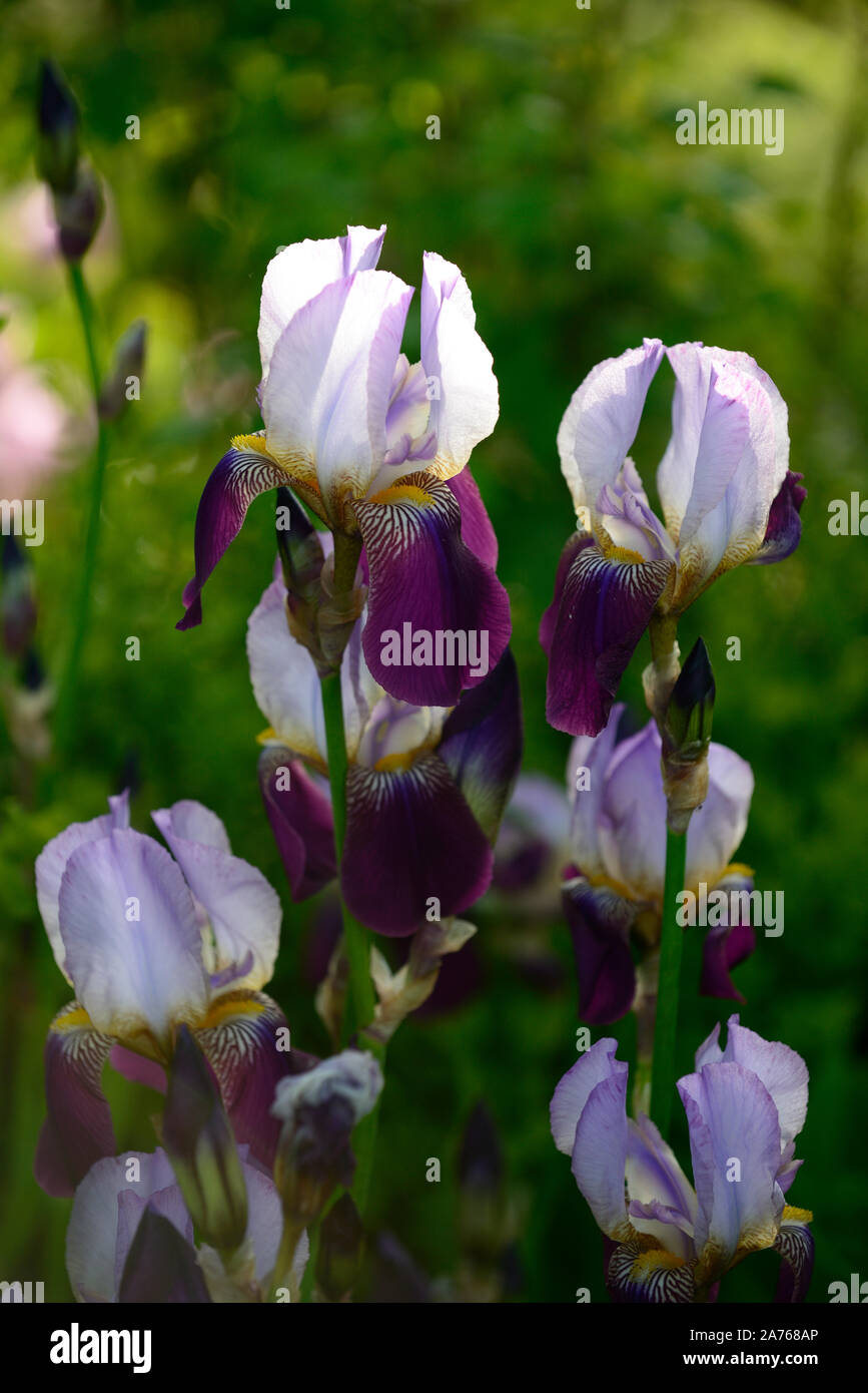 Iris Wabash, bärtigen Iris, Iris germanica, Weiß, Lila, Farbe, Farbe, blüte, blume, Blüte, RM Floral Stockfoto