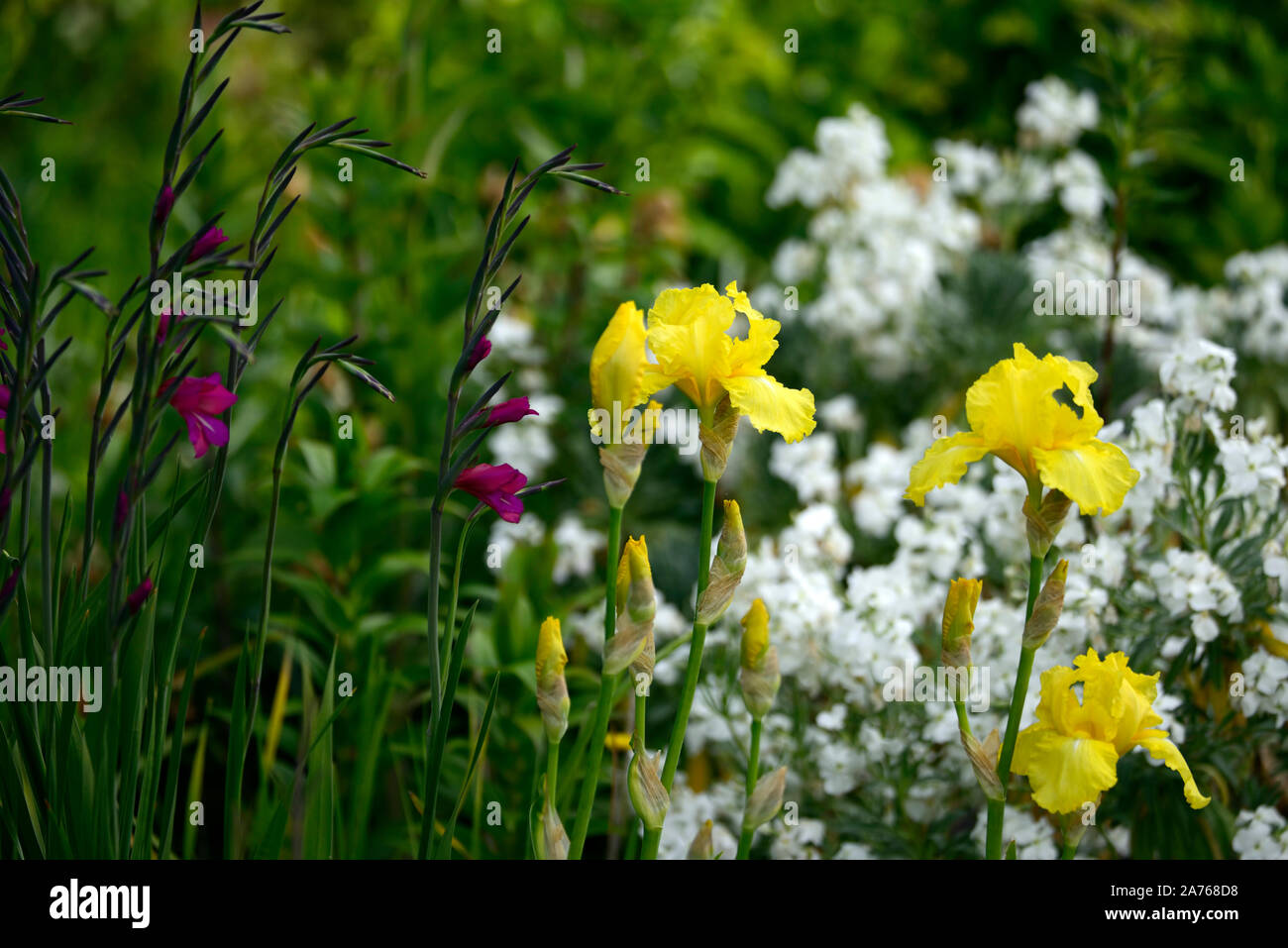 Iris Oktober sun, bärtigen Iris, Iris germanica, Gelb, Gladiolus communis subsp byzantinus Byzantinische, Gladiolen, pink, Farbe, Farbe, blüte, blume, flowerin Stockfoto