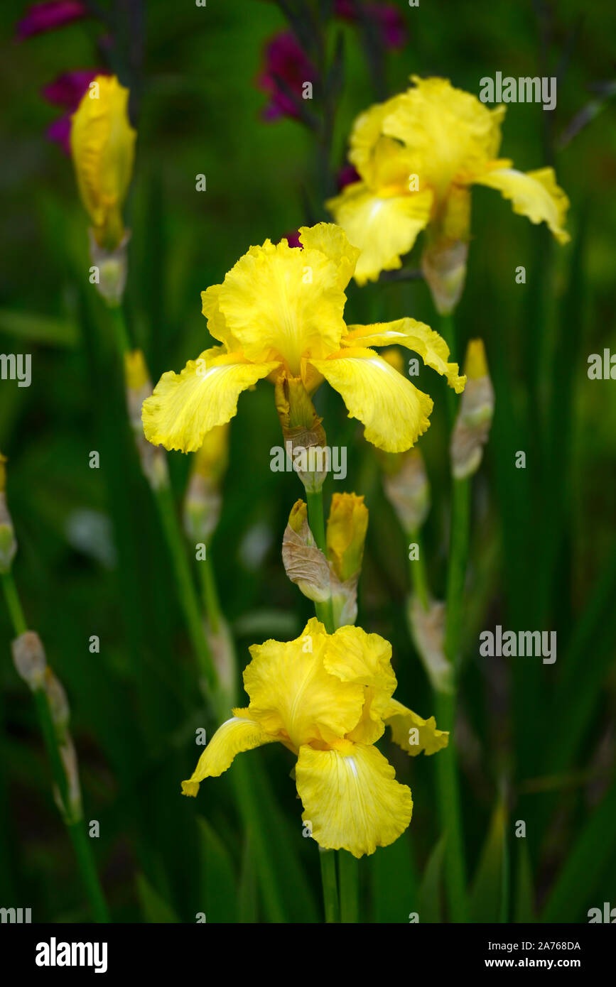 Iris Oktober sun, bärtigen Iris, Iris germanica, Gelb, Farbe, Farbe, blüte, blume, Blüte, RM Floral Stockfoto