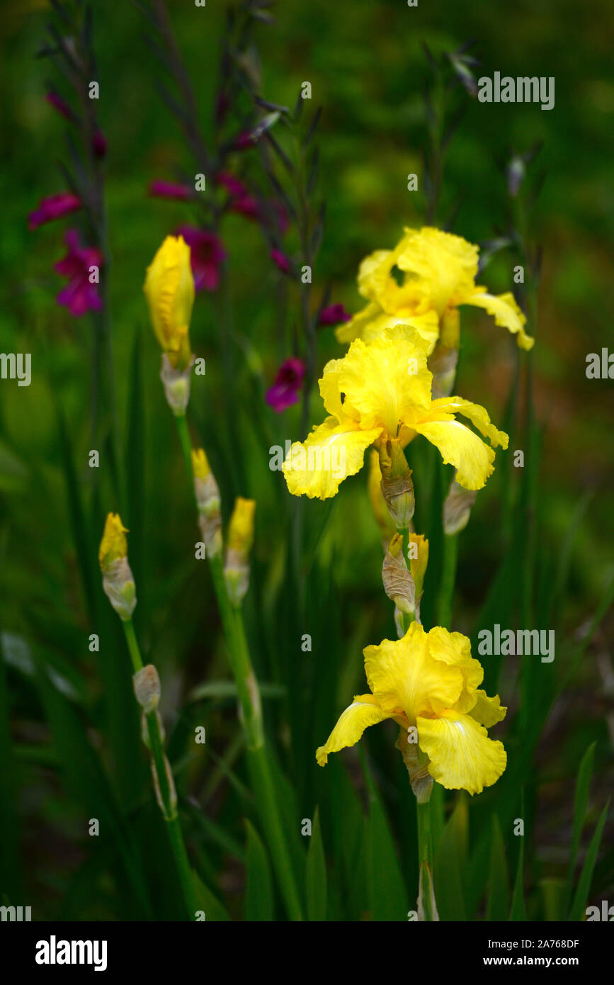 Iris Oktober sun, bärtigen Iris, Iris germanica, Gelb, Farbe, Farbe, blüte, blume, Blüte, RM Floral Stockfoto