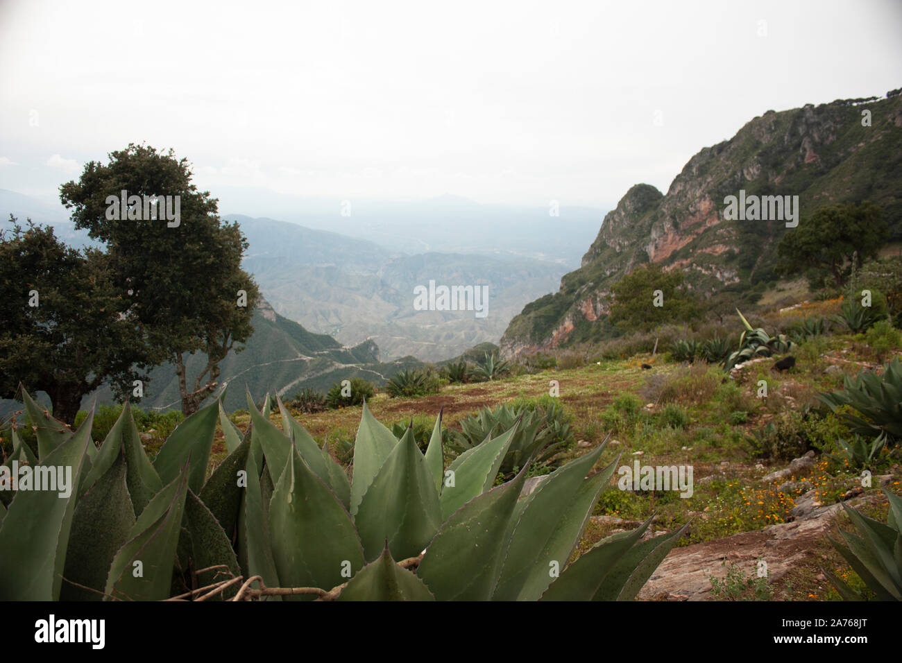 Vertreter Landschaften von Mexiko unter Kakteen, gelbe Blumen und ein dunstiger Atmosphäre über die Berge Stockfoto