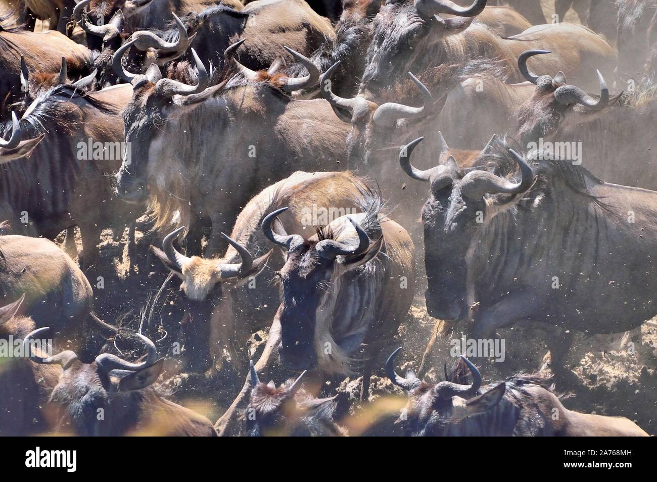 Wanderung der Gnus Stockfoto