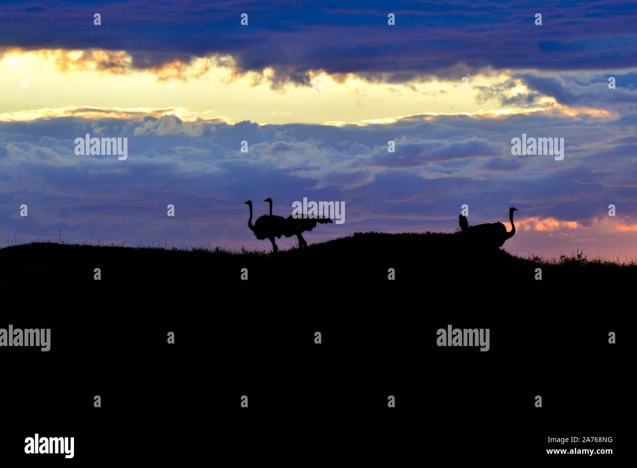 Strauß bei Sonnenaufgang Stockfoto