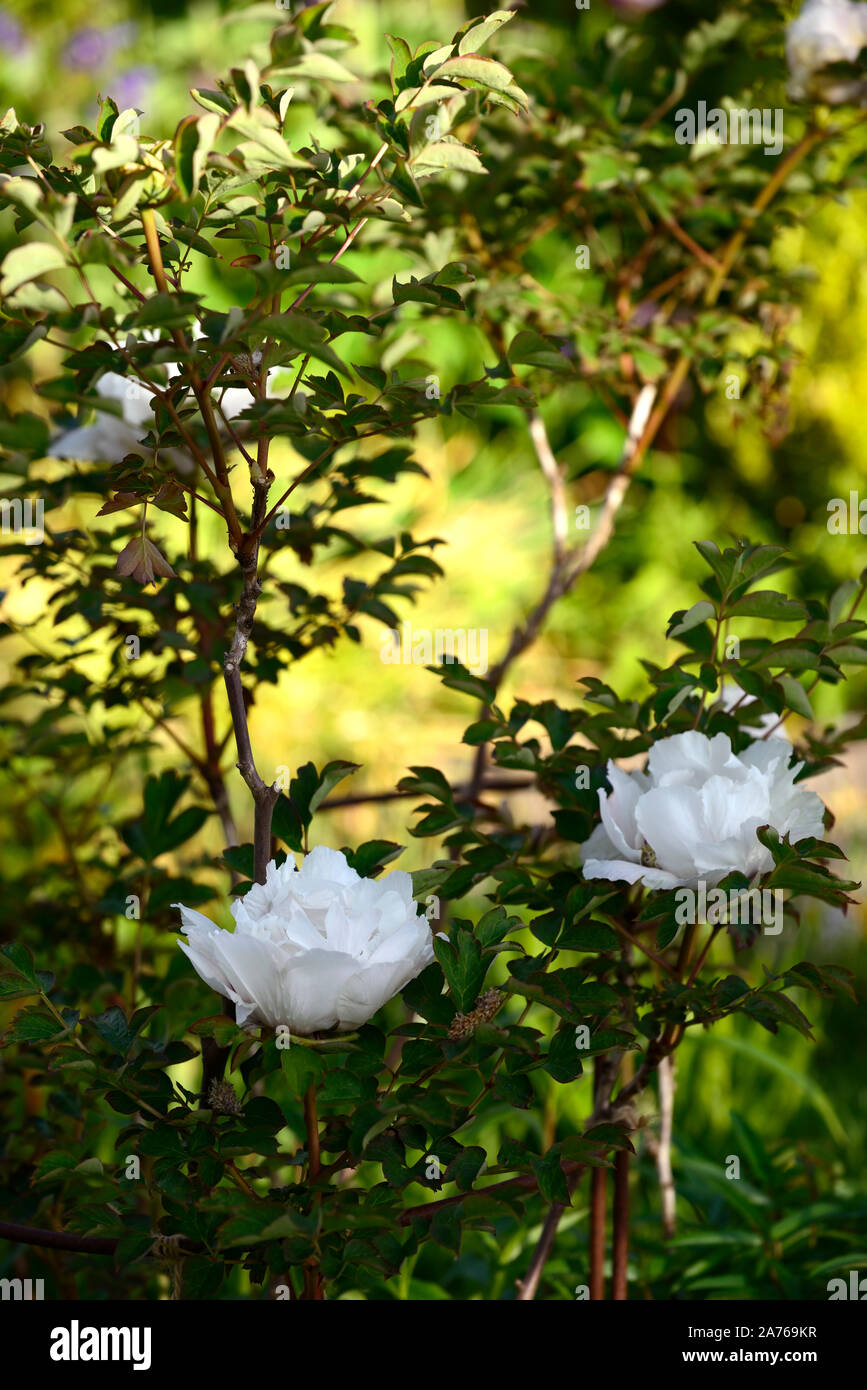 Paeonia suffruticosa Königreich der Mond, Gessekai, weiße Blume, Baum Pfingstrose, Frühling, Garten, Gärten, RM Floral Stockfoto