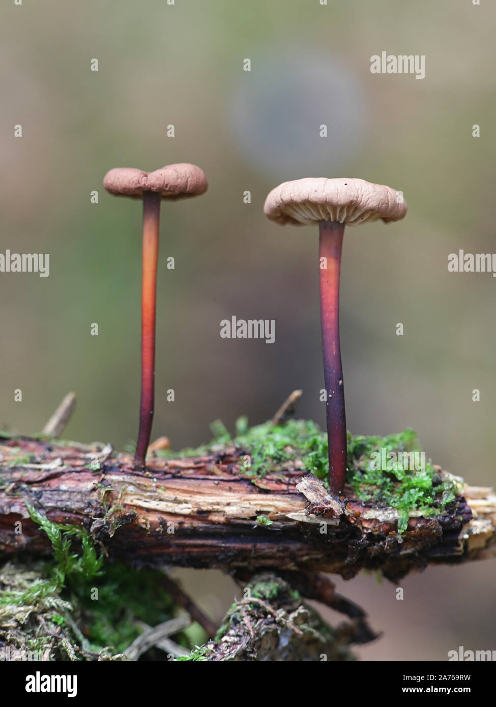 Mycetinis scorodonius, wie der Knoblauch - duftender Pilz oder Vampire bane bekannt, wild wachsenden in Finnland Stockfoto