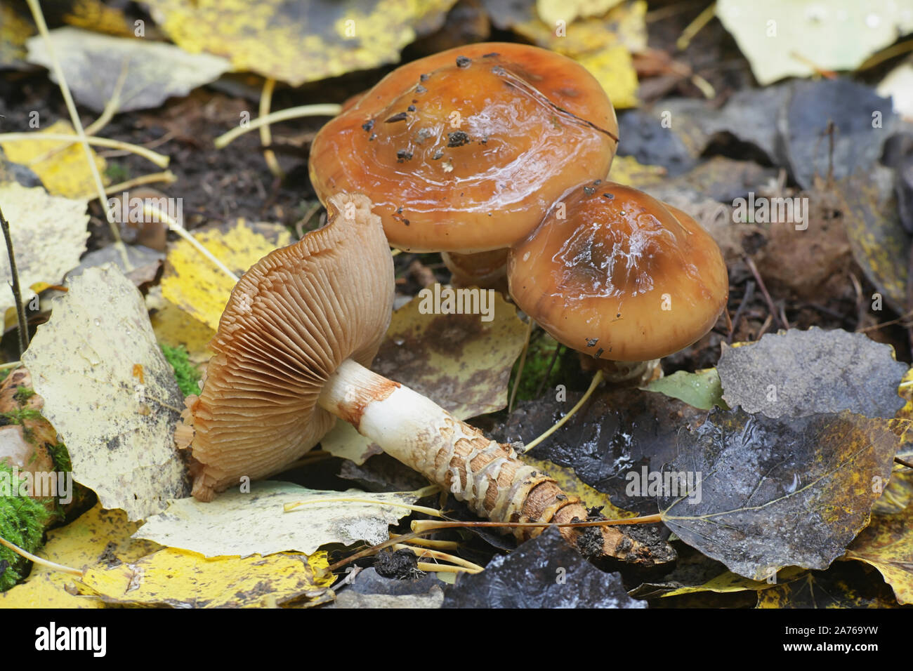 Cortinarius trivialis, wie Girdled Webcap, wilde Pilze aus Finnland bekannt Stockfoto