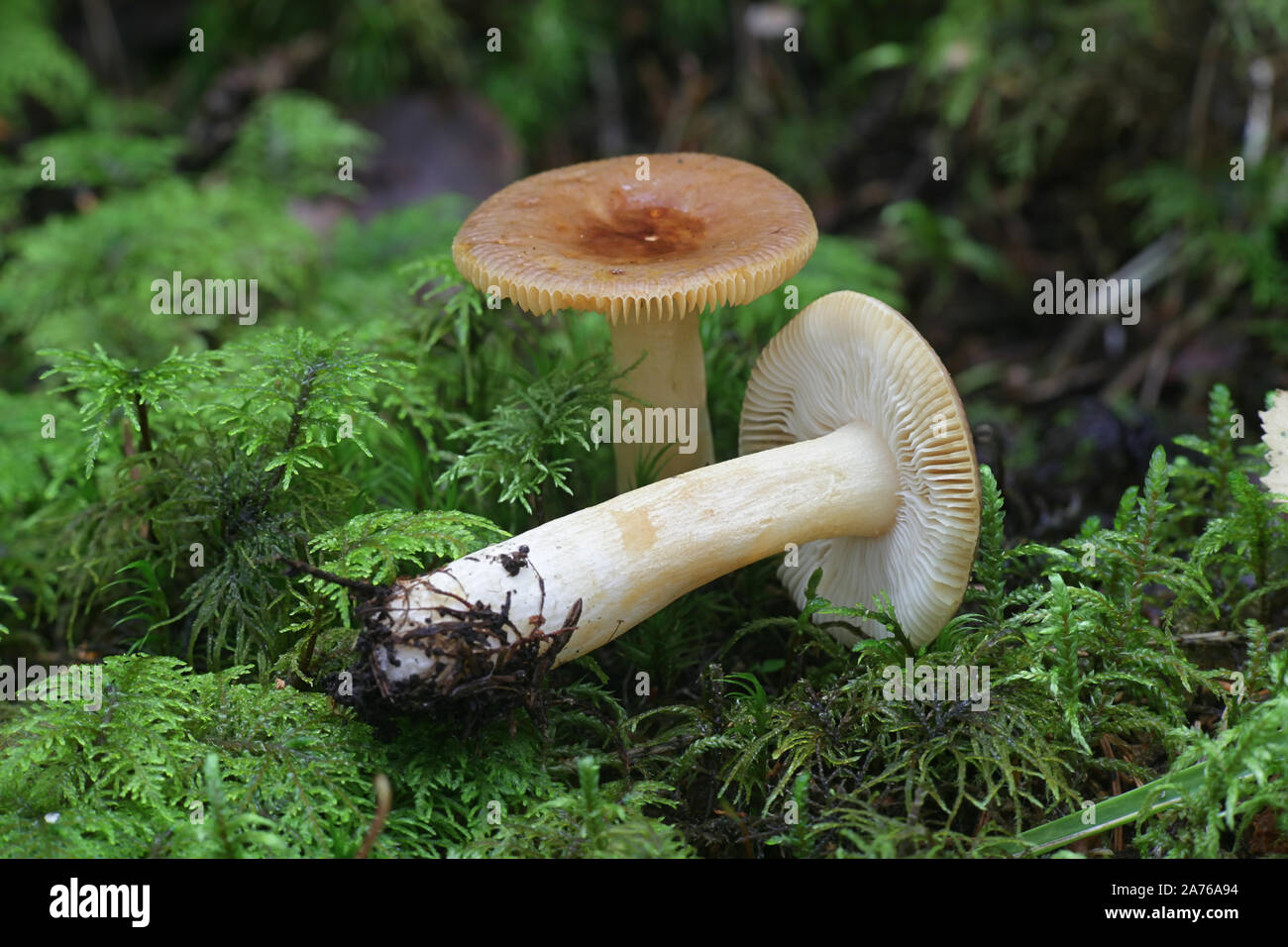 Psathyrella nauseosa, wie übel Brittlegill, wilde Pilze aus Finnland bekannt Stockfoto