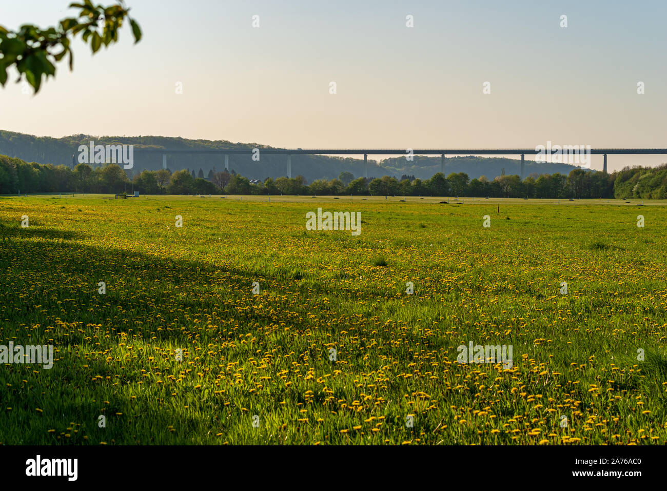 Blick über ein Löwenzahn Wiese in der mintarder Ruhr Tiefland in der Abendsonne, Ruhrgebiet Brücke und das Dorf Mintard im Hintergrund, Deutschland Stockfoto