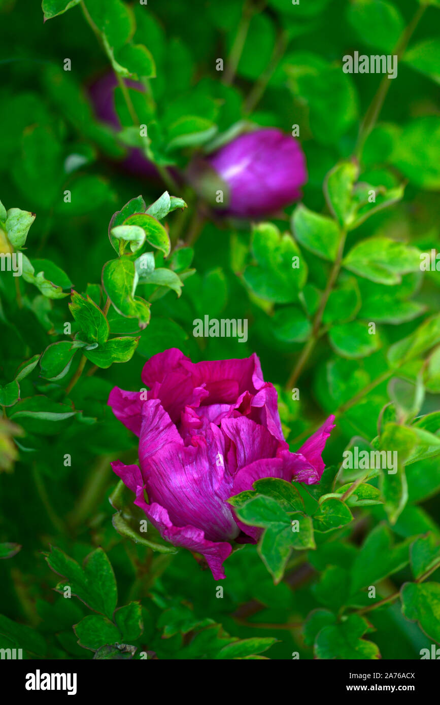 Paeonia suffruticosa Wu lange Peng Sheng, Baumpäonie Black Dragon, rosa Blume, Baum Pfingstrose, Frühling, Garten, Gärten, RM Floral Stockfoto