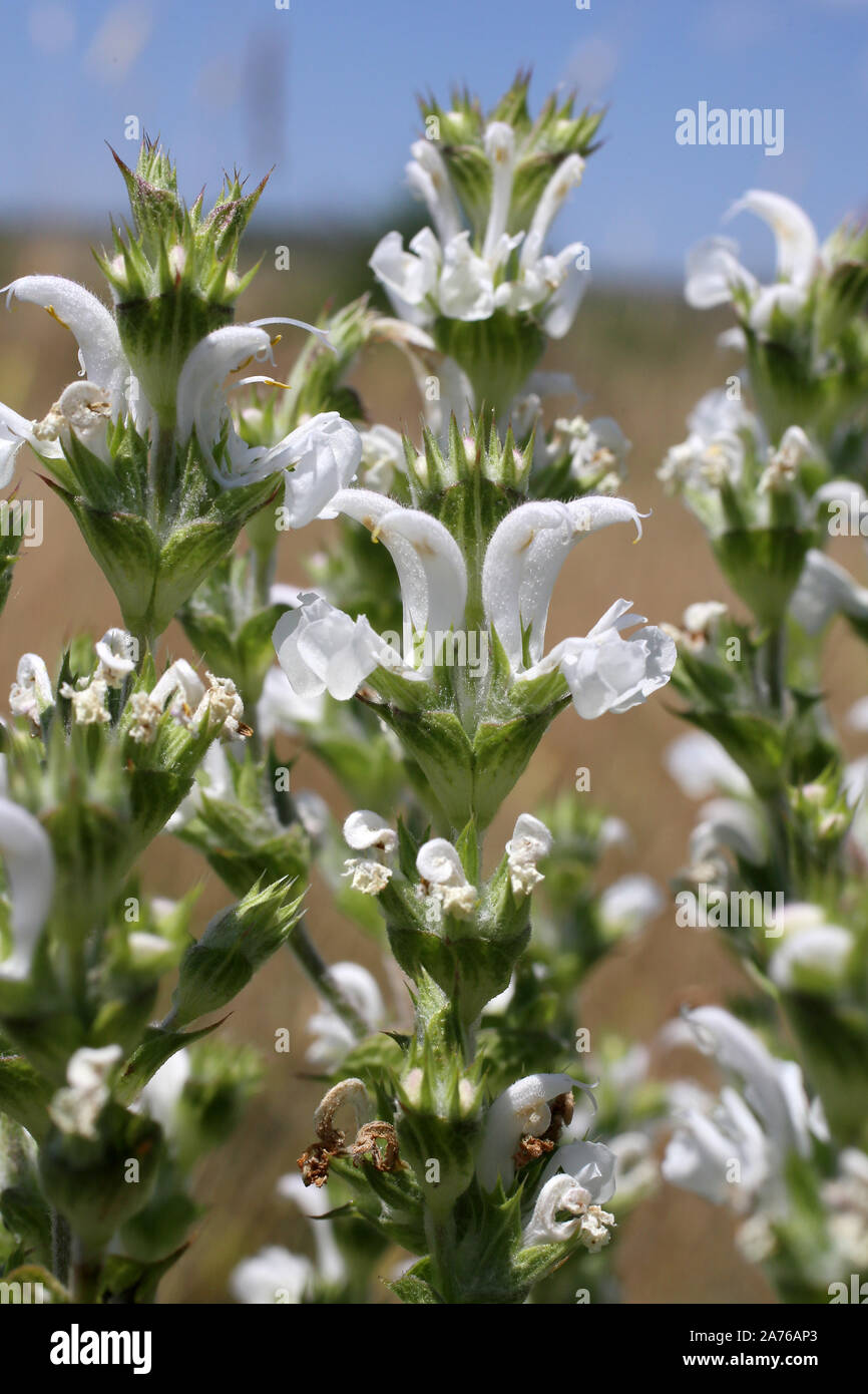 - Wilde Blume Stockfoto