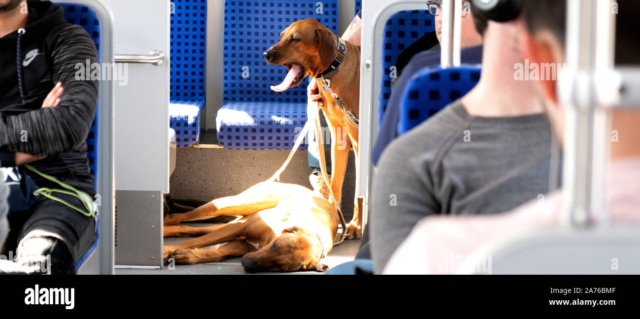 Hund Gähnen beim Reiten öffentliche Verkehrsmittel Stockfoto