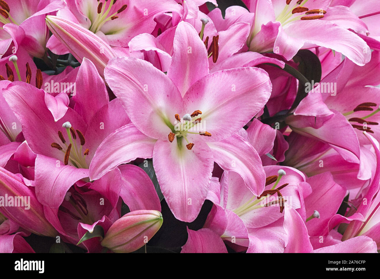 Lilium oriental, Trompete, Table dance Stockfoto