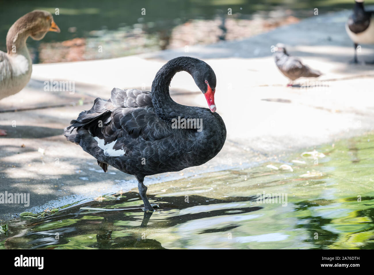 Einen schönen schwarzen Schwan, mit rotem Schnabel und beobachtete seine Reflexion in den See, und putzt sein Gefieder. Stockfoto