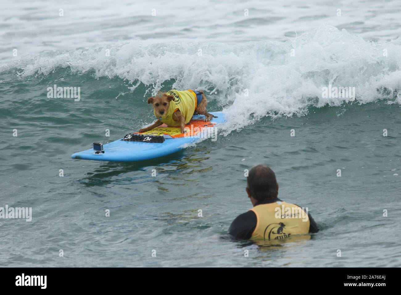 11. jährlichen Surf City Surf Dog Wettbewerb bei Huntington Hundestrand in Huntington Beach, Kalifornien am 28. September 2019 Mit: Atmosphäre, wo: Huntington Beach, Kalifornien, USA, wenn: 28 Sep 2019 Credit: Sheri Determan/WENN.com Stockfoto