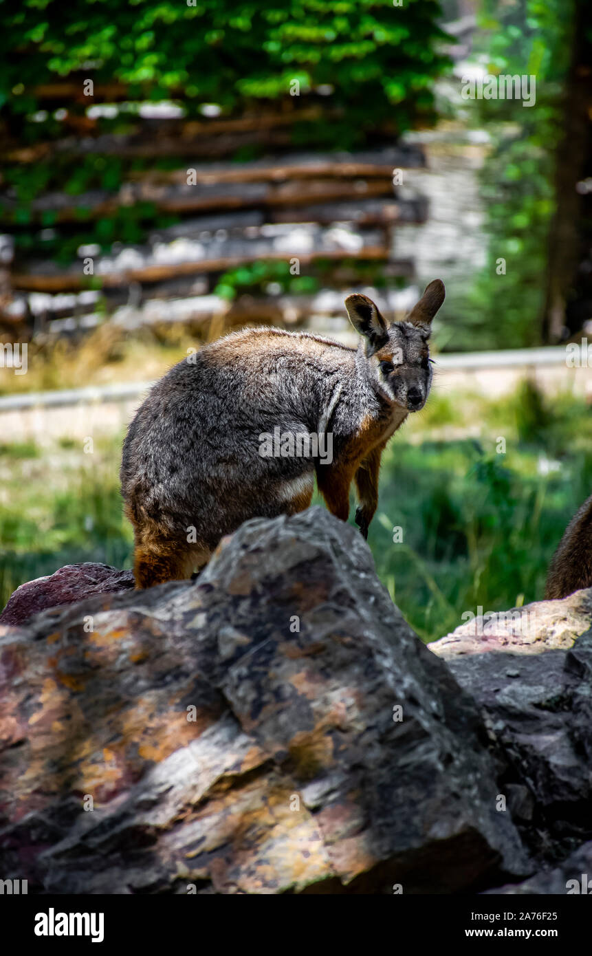 Zoo Brno Stockfoto
