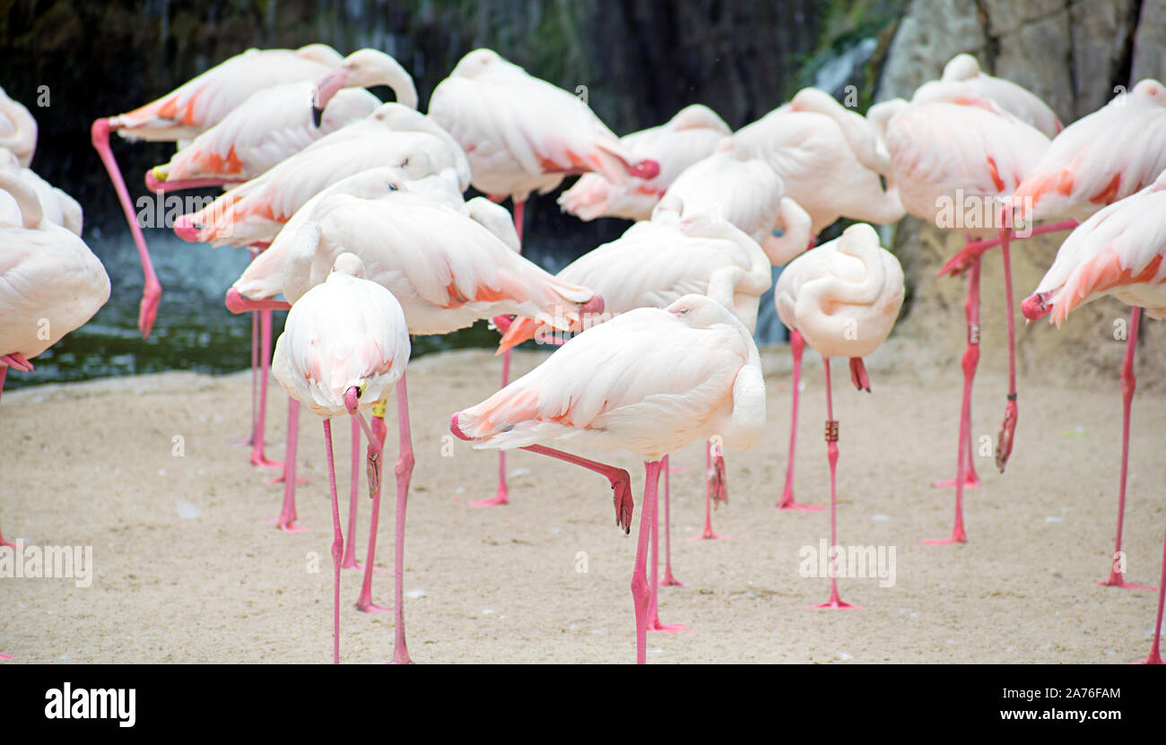 Gruppe von Flamingos oder größere Flamingo am Teich in einen spanischen Zoo, verstecken ihre Köpfe unter den Flügeln Stockfoto