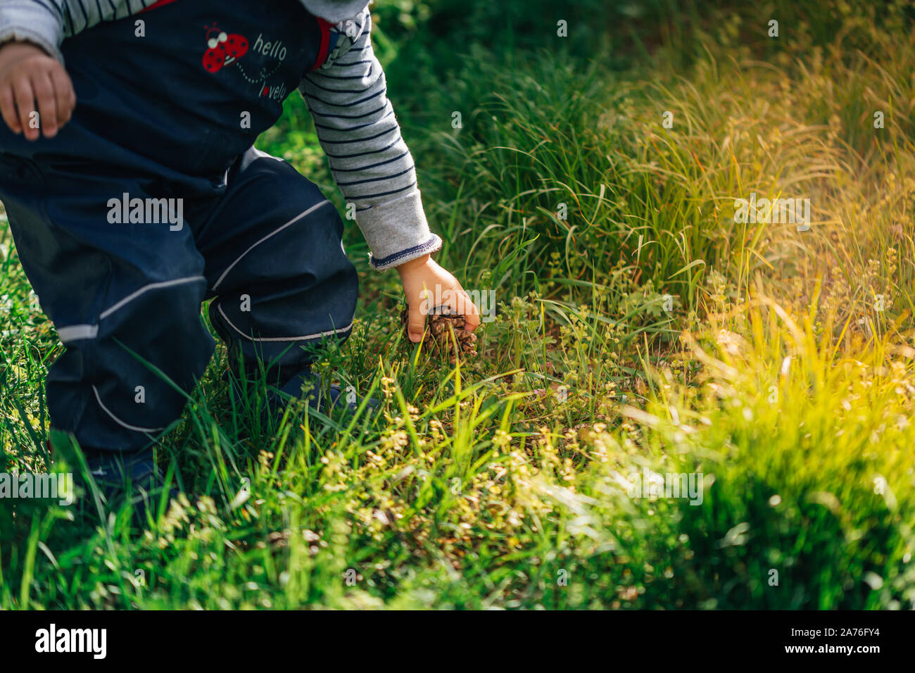 Junge Kind zwischen einem und zwei Jahren sammeln Tannenzapfen werfen sie in einem Milch kann in den Garten einer Farm während der warmen Sonne Stockfoto