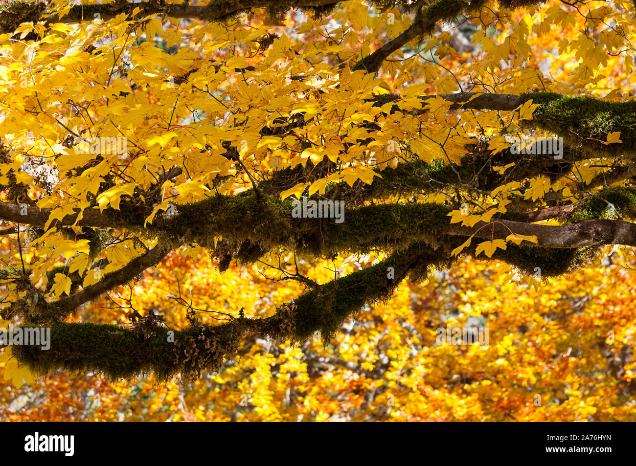 Herbst Baum mit Moos Baum, leuchtend goldgelbe Blätter auf dieser Fall Baum und viel Moos hängen von den Niederlassungen im Herbst Natur Bild. Stockfoto