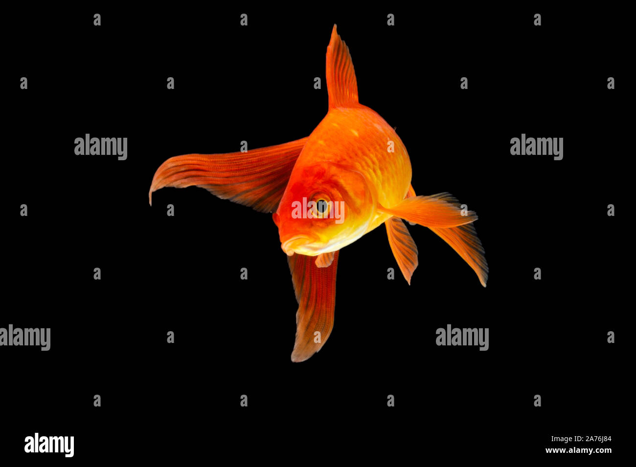 Koi Fisch Gold isoliert auf schwarzem Hintergrund Stockfoto