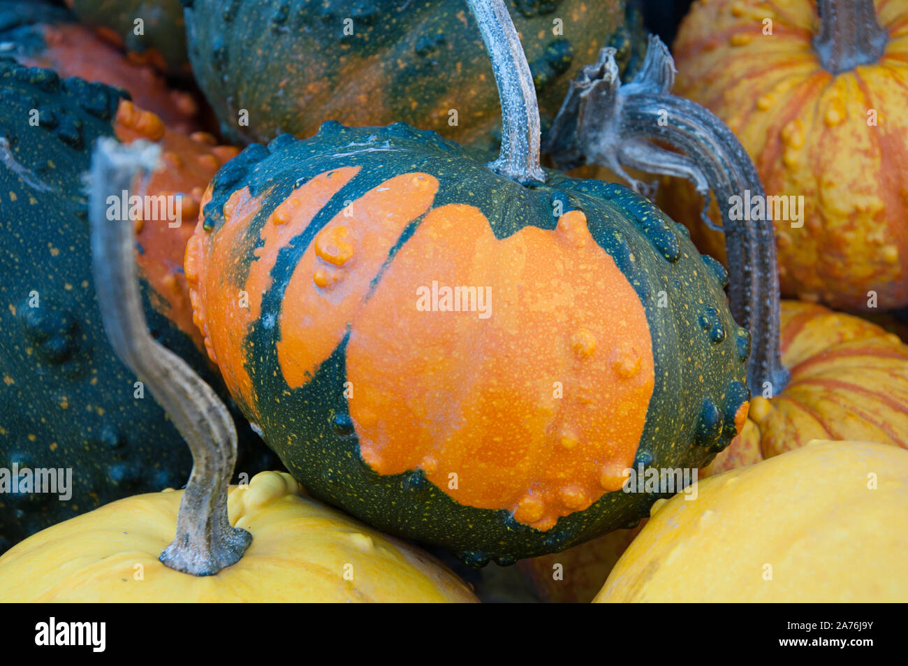 Grün und Orange Kürbis Herbst Gemüse Garten Ernte. Große Herbst produzieren für Einrichtung, Thanksgiving Essen, für ganze Pflanzen essen. Stockfoto
