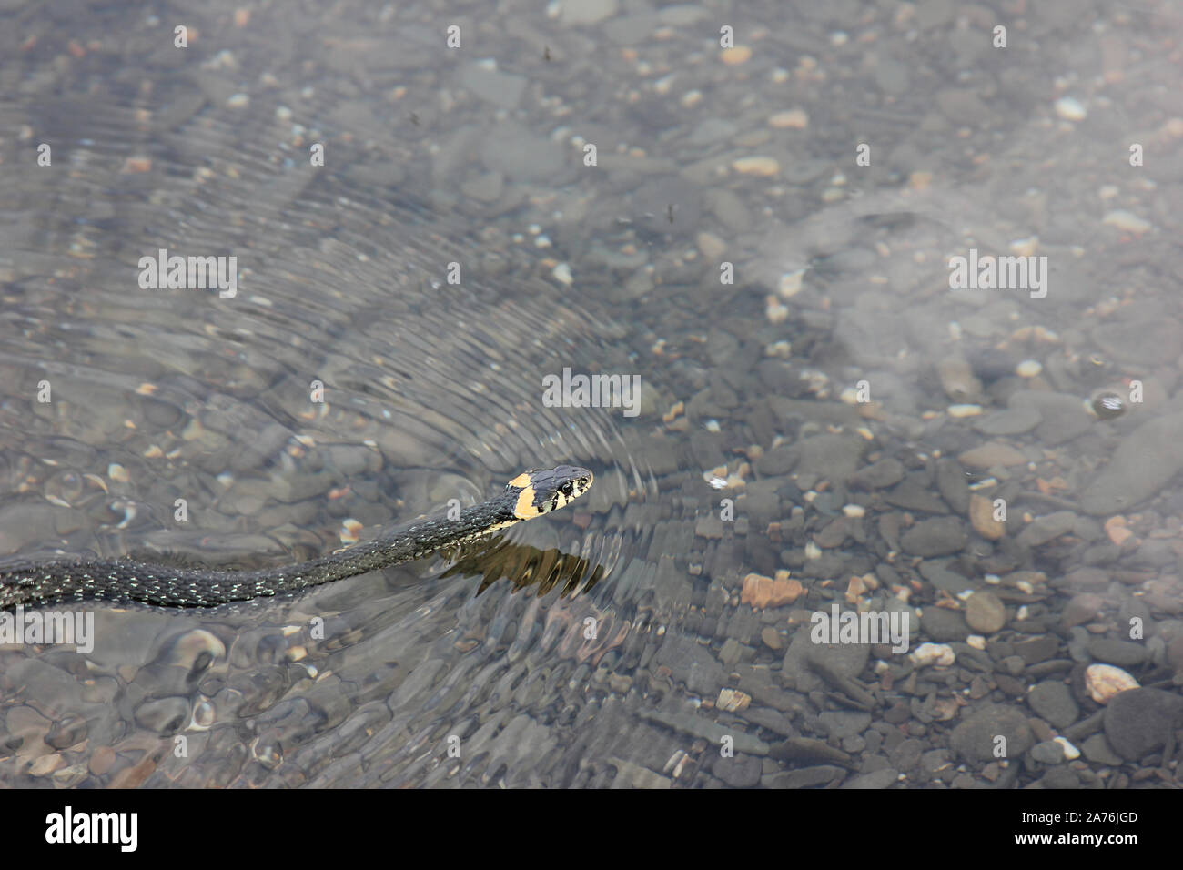 Schlange schwimmend auf dem Fluss in der Nähe der Lager. Natrix natrix Stockfoto