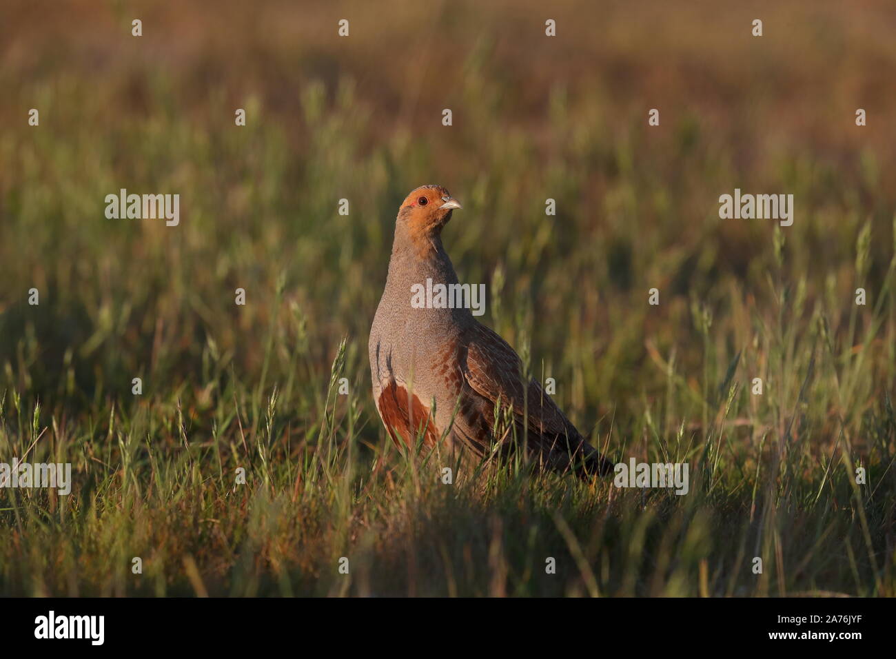 Erwachsene männliche Rebhuhn. Stockfoto
