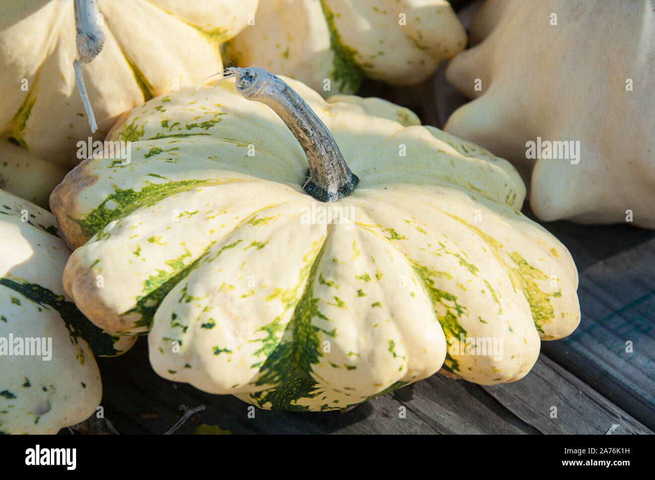 Pattypan squash Weiß und Grün mit gezacktem Rand. Ernte Gemüse classic für Herbst und im Herbst Mahlzeiten und Dekor. Stockfoto