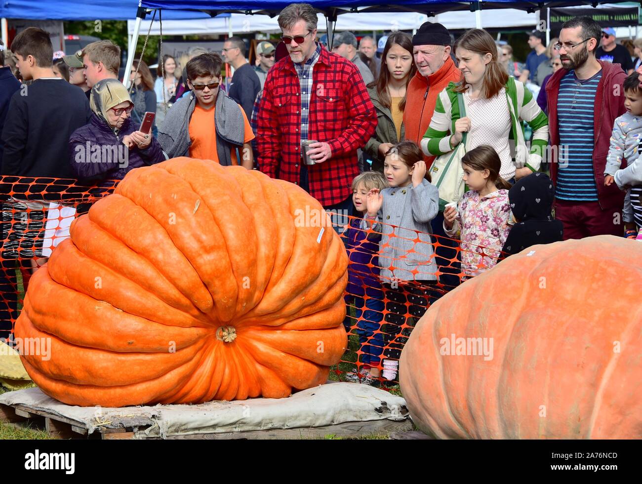 Saratoga Riesenkürbis Festival, Festival der riesigen Kürbisse in Saratoga Springs, New York State, USA Stockfoto