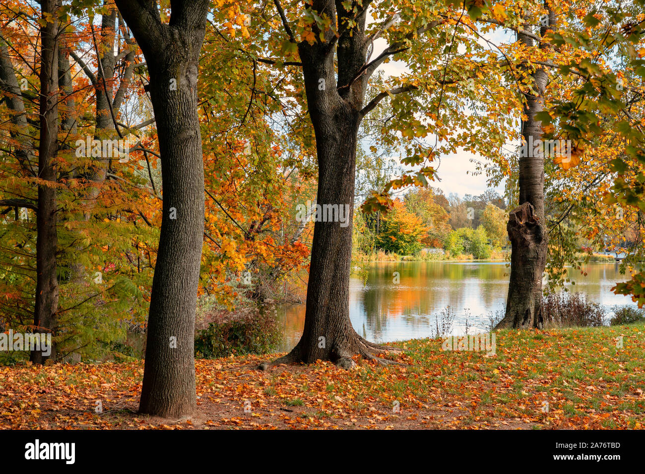 Lebendige Bäume im Herbst und Reflexion im See in Szombathely bei csonakazo auf See Stockfoto