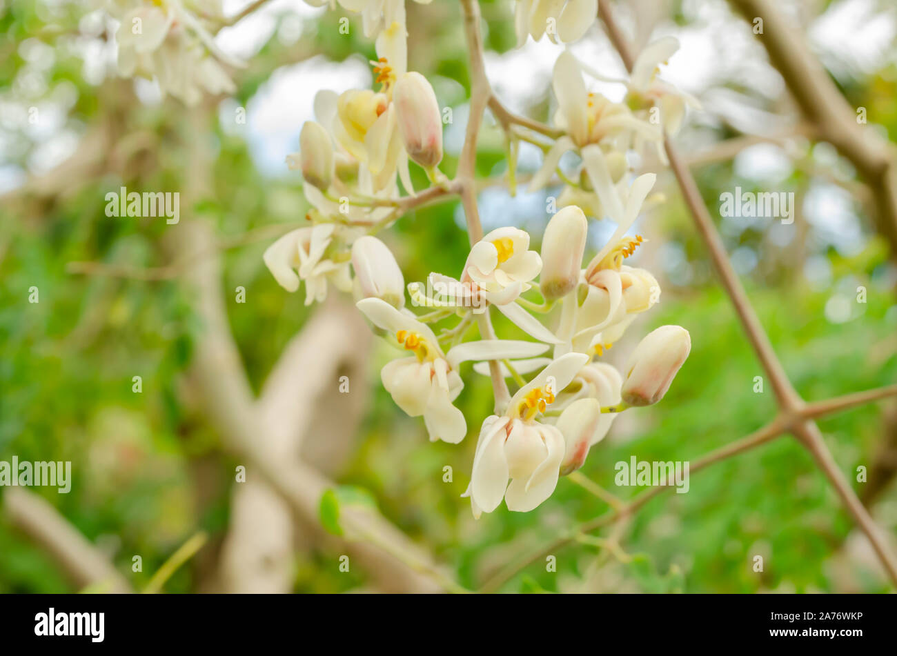 Moringa Oleifera Blüten Stockfoto